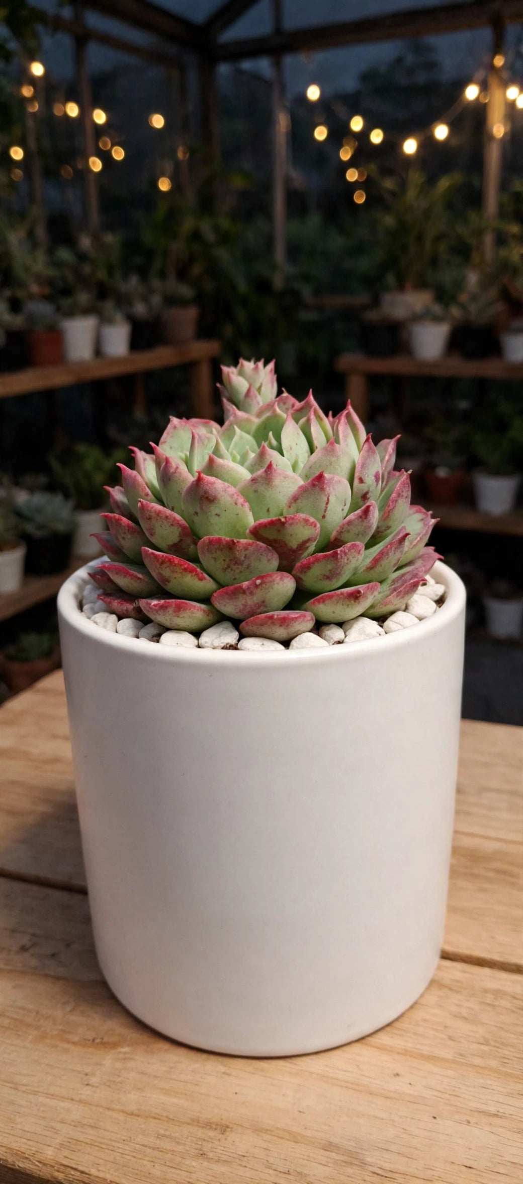 Echeveria Pink Tip (Bare Rooted)