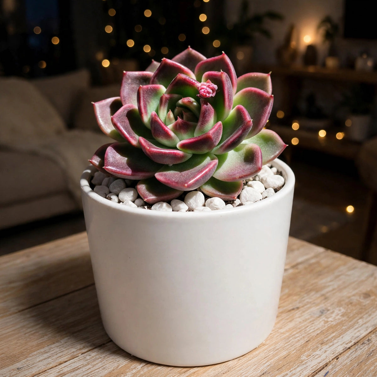 Echeveria Pink (Bare Rooted)