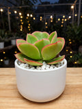 Echeveria Red (Bare Rooted)