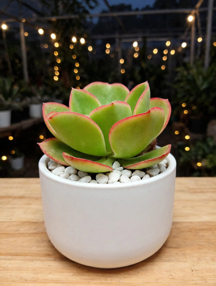 Echeveria Red (Bare Rooted)