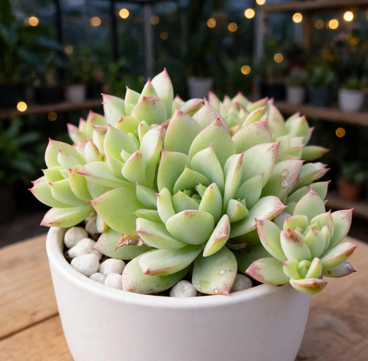 Echeveria Tippy Vagiegada (Bare Rooted)