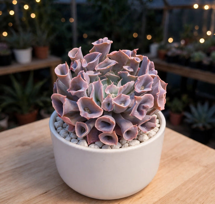Echeveria Trumpet Pinky (Bare Rooted)