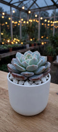 Echeveria Ice Green (Bare Rooted)