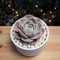 Echeveria Lola (Bare Rooted)