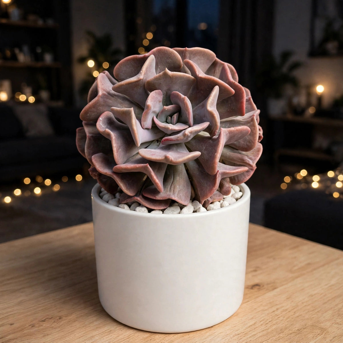 Echeveria Pink Cubic Frost (Bare Rooted)