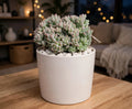 Echeveria lotus (Bare Rooted)