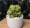 Echieveria Green (Bare Rooted)