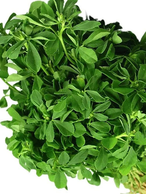 Fenugreek (Hybrid Seeds)