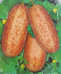 Foot Kakri (Hybrid Seeds)