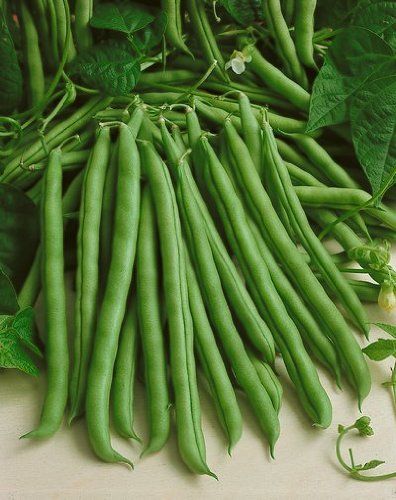 French Beans (Hybrid Seeds)