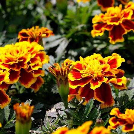 French Marigold (Hybrid Seeds)
