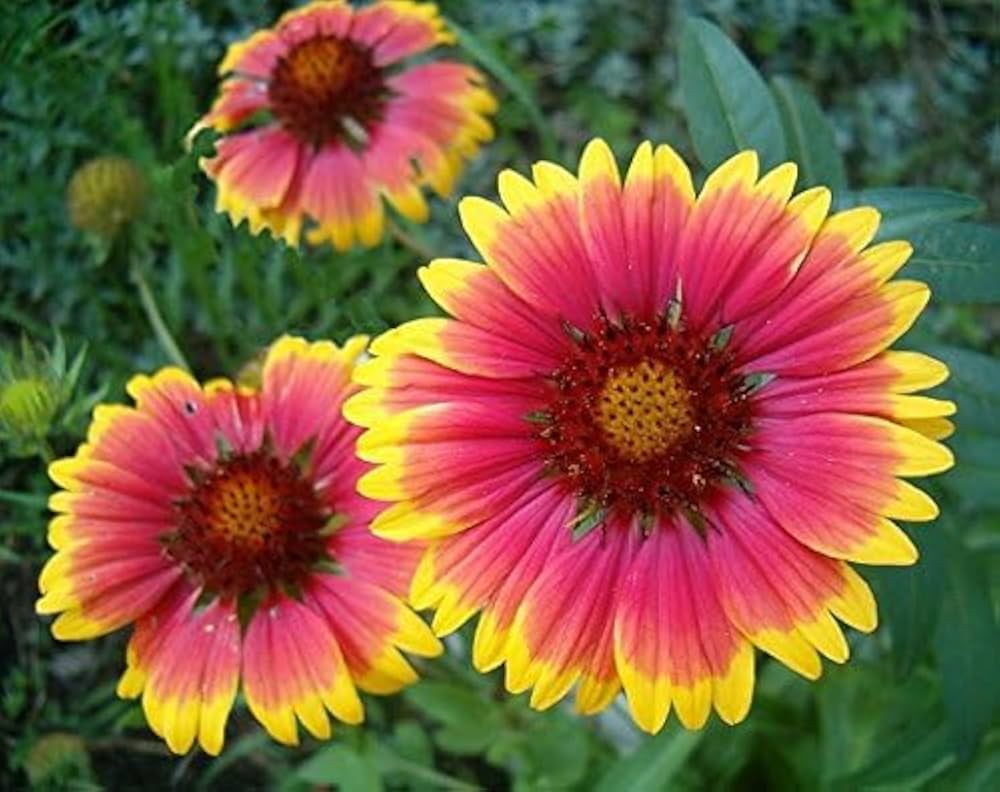 Gaillardia (Hybrid Seeds)