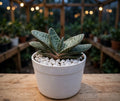 Gasteria (Bare Rooted)