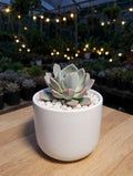 Ghost Plant (Bare Rooted)