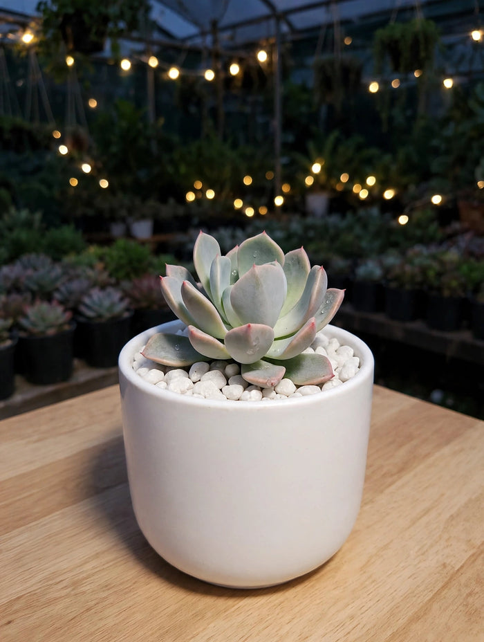 Ghost Plant (Bare Rooted)