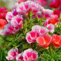 Godetia Flowering (Hybrid Seeds)