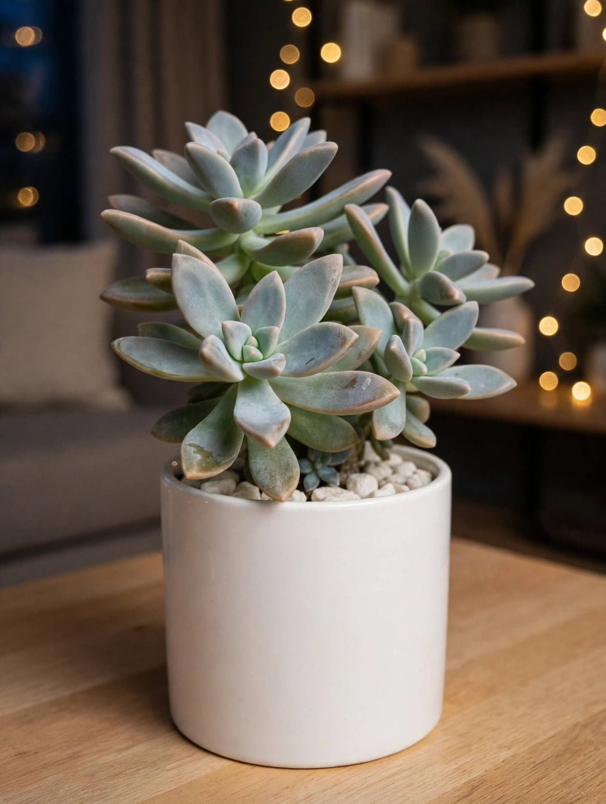 Grapto Echeveria (Bare Rooted)
