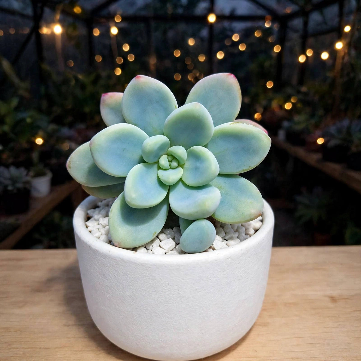 Grapto Sedum Clavatum (Bare Rooted)