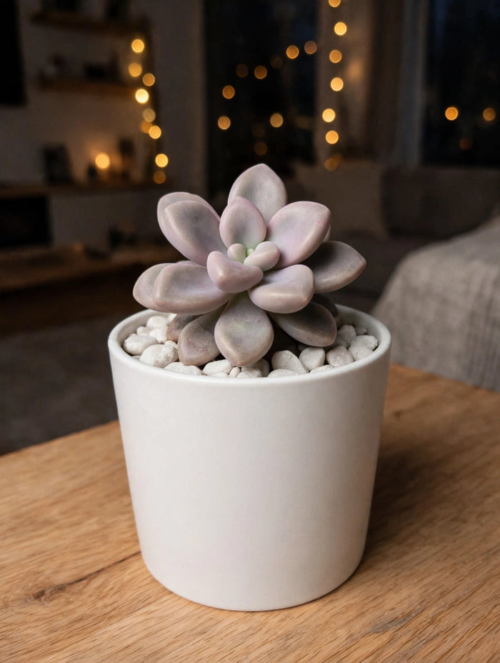 Graptopetalum Amethystinum (Bare Rooted)