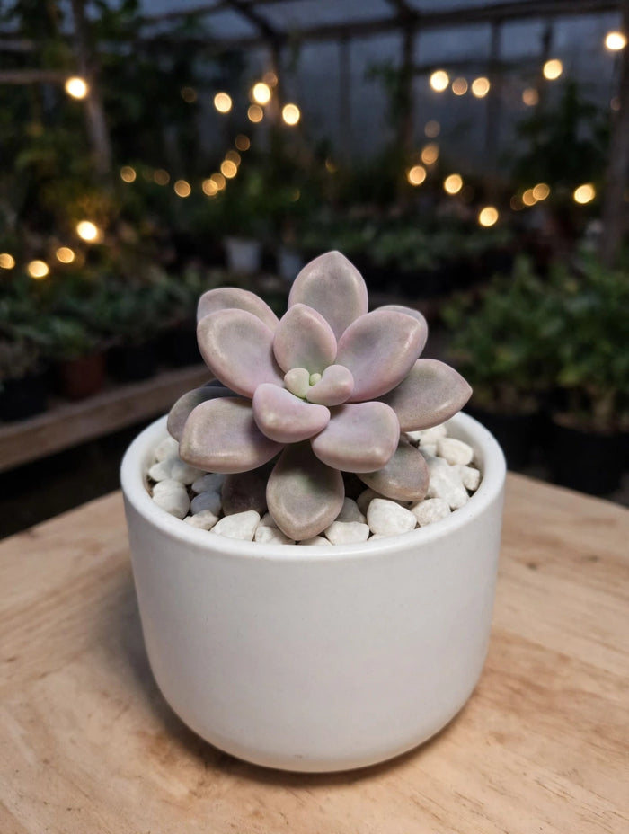 Graptopetalum Amethystinum (Bare Rooted)