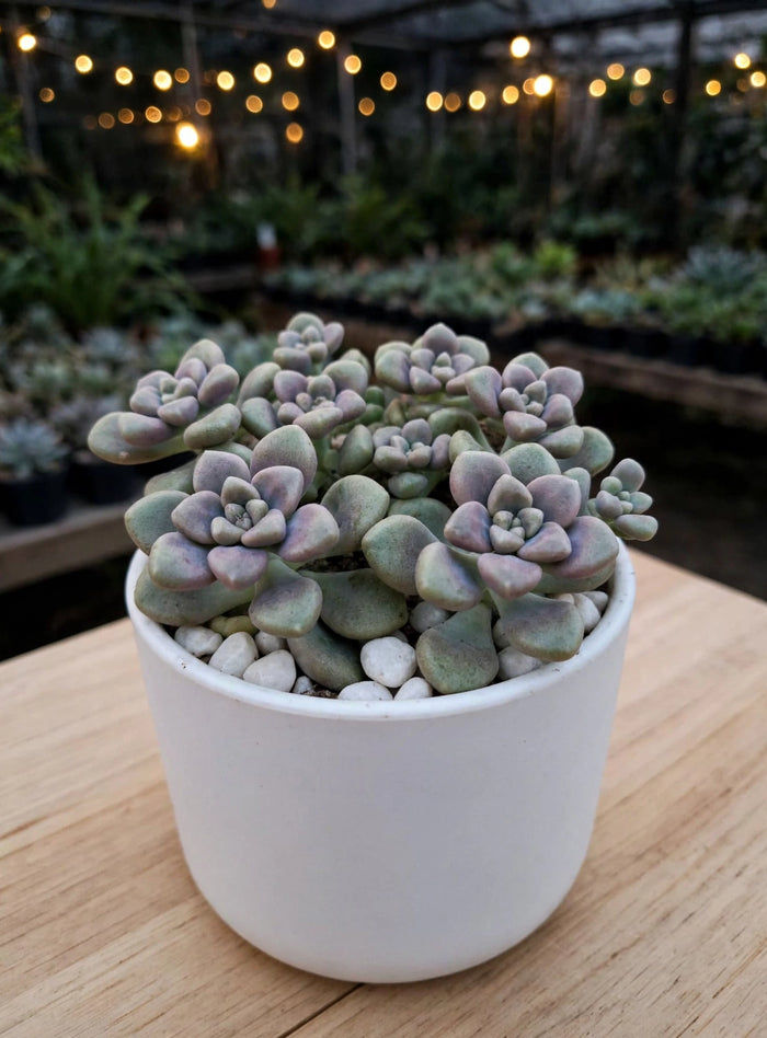 Graptopetalum Mendozae (Bare Rooted)