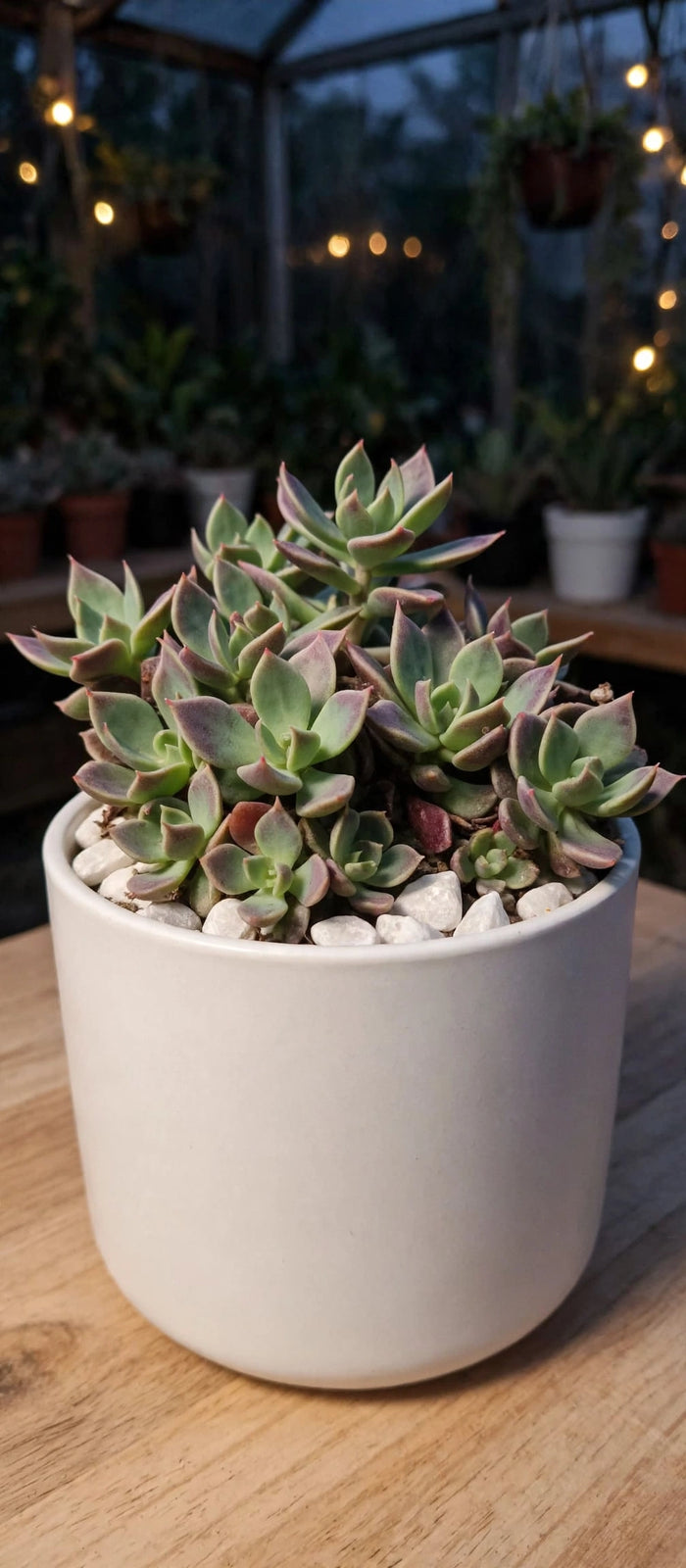 Graptopetalum paraguayense (Bare Rotoed)