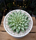 Graptoveria Silver Star (Bare Rooted)