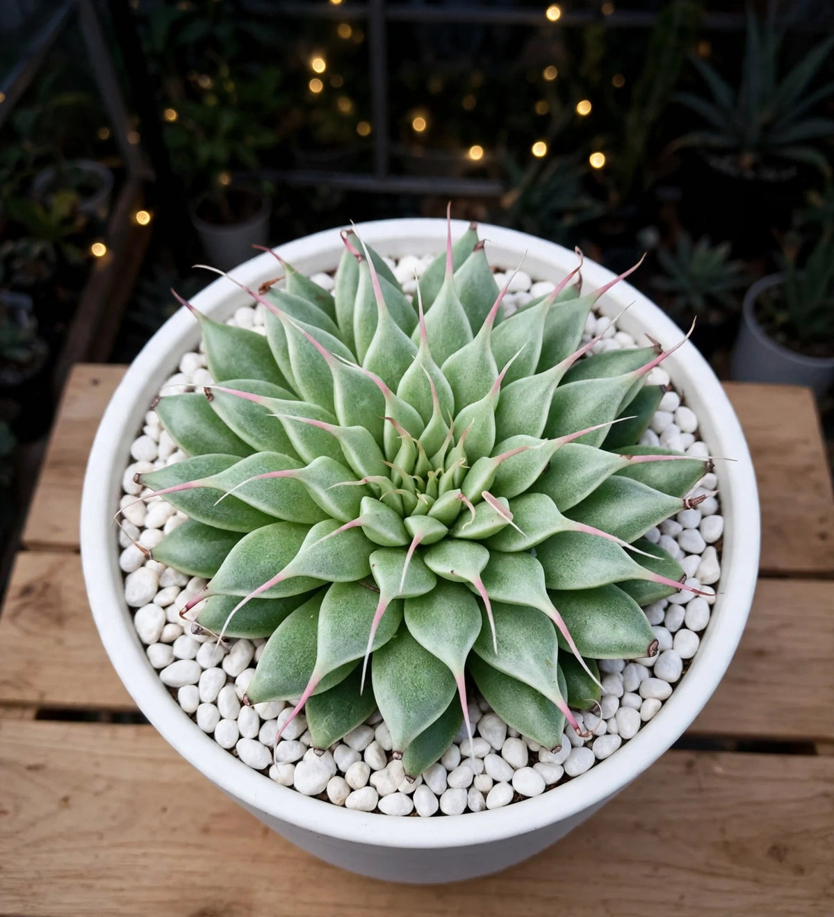 Graptoveria Silver Star (Bare Rooted)