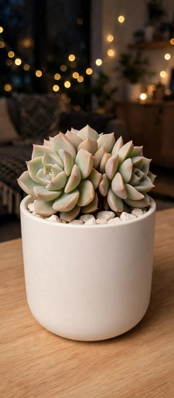 Graptoveria Titubans - Blue Lotus (Bare Rooted)