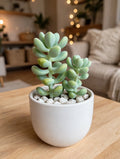 Green Jelly Beans (Bare Rooted)
