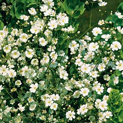 Gypsophila Flowering (Hybrid Seeds)