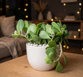 Hanging Crassula (Bare Rooted)