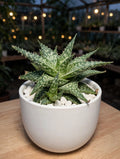 Haworthia Aloe Rauhii Reynolds (Bare Rooted)