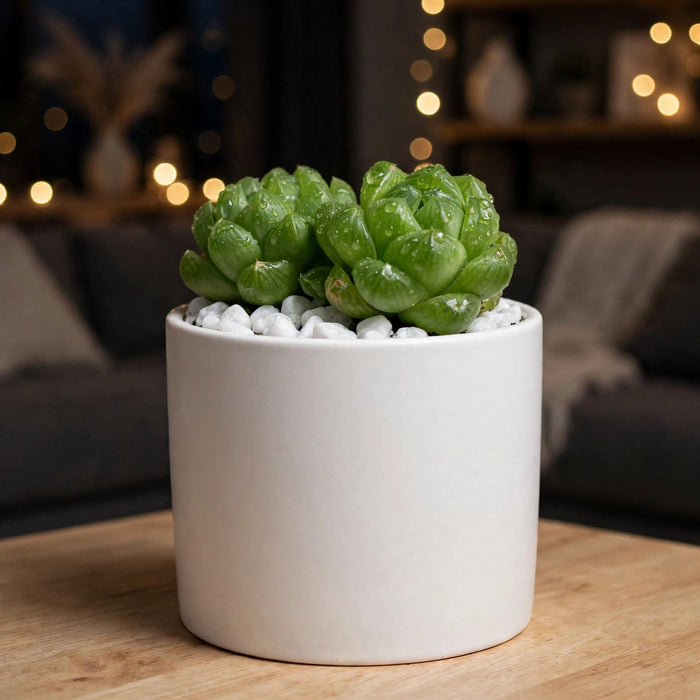 Haworthia Cymbiformis (Bare Rooted)