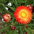 Helichrysum Flowering (Hybrid Seeds)