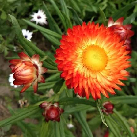 Helichrysum Flowering (Hybrid Seeds)
