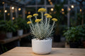 Helichrysum Italicum (Bare Rooted)