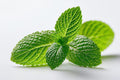 Mint Leaf (Hybrid Seeds)