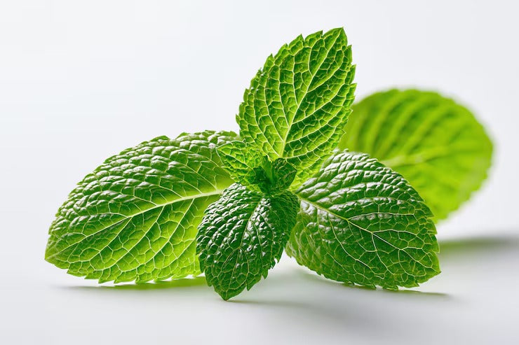 Mint Leaf (Hybrid Seeds)