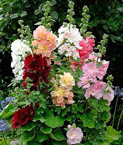 Holly Hock (Hybrid Seeds)30.00