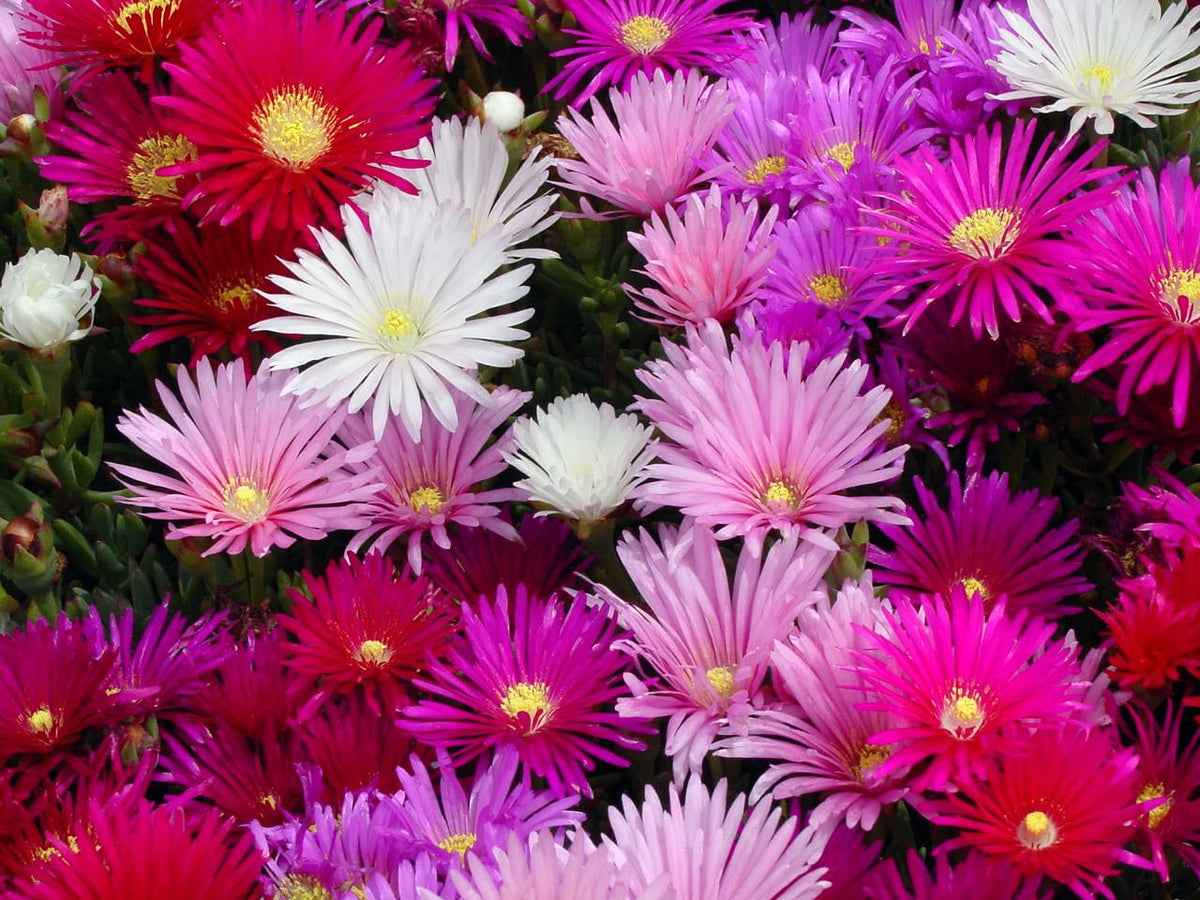 Ice Flowering (Hybrid Seeds)