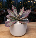 Kalanchoe Humilis (Bare Rooted)