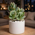 Kalanchoe Marnieriana (Bare Rooted)