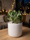 Kalanchoe Millotii (Bare Rooted)