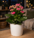 Kalanchoe Pink (Bare Rooted)