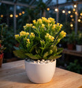 Kalanchoe Yellow (Bare Rooted)