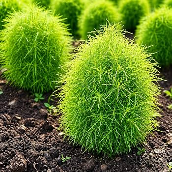 Kochia Bush Open Pollinated Flowering (Hybrid Seeds)