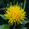 Kusum Flowering (Hybrid Seeds)