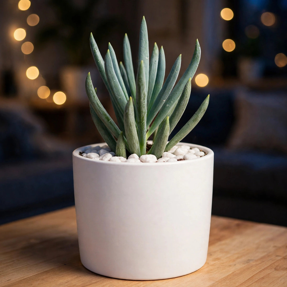 LONG BLUE CHALKSTICKS (Bare Rooted)
