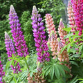 LUPIN MIX FLOWERING (Hybrid Seeds)